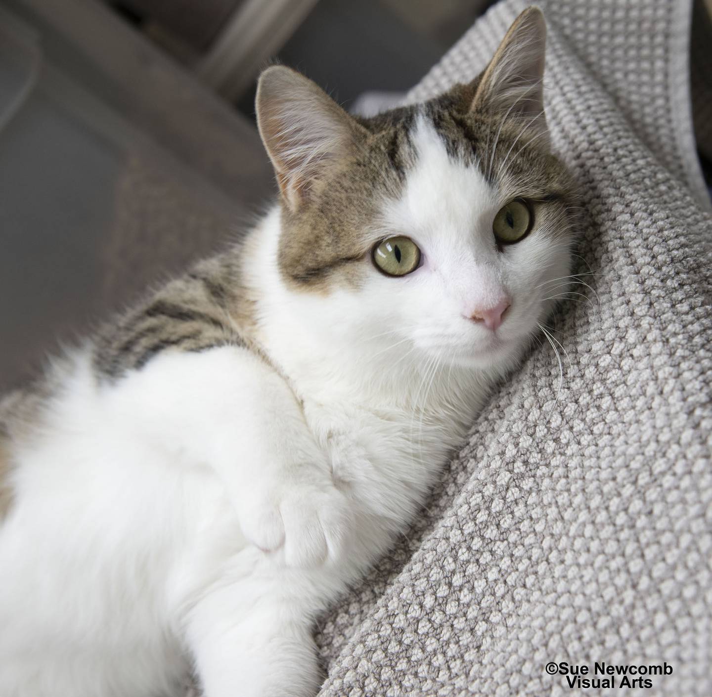 Linus is a young, domestic medium-haired cat who came to the shelter from Southern Illinois animal control along with his sister Lucy and his mother Marcie. He is sweet and loves attention. Contact the Will County Humane Society at willcountyhumane.com and follow the instructions for the adoption process.