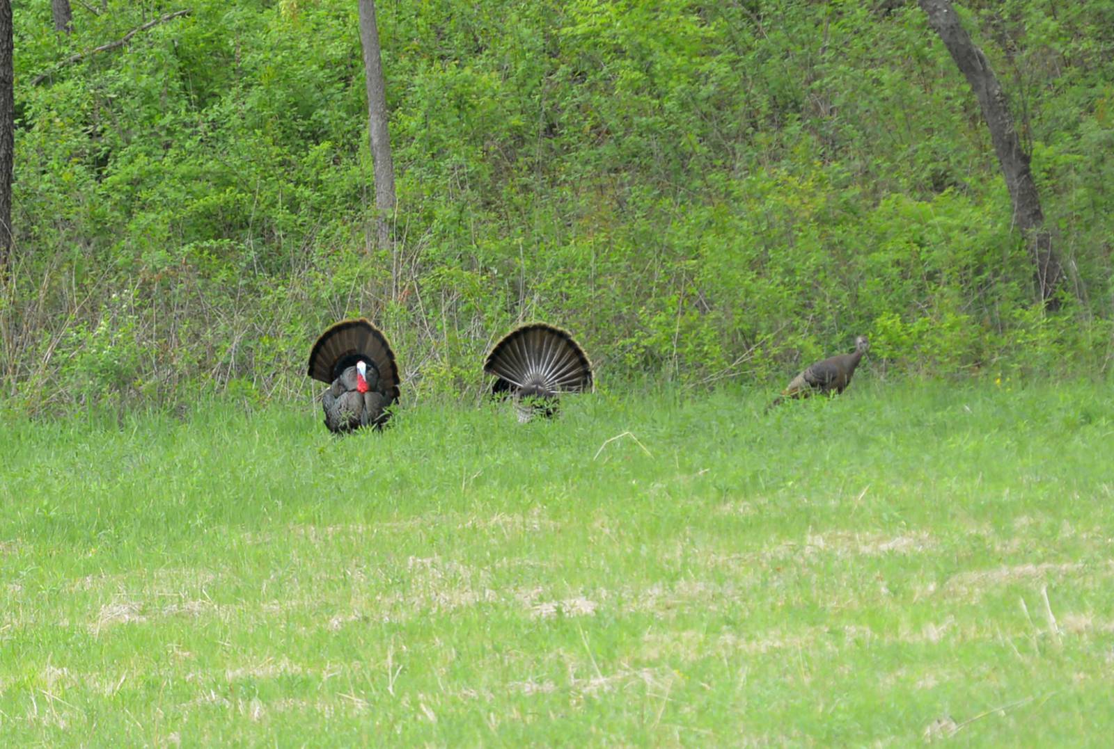 Illinois hunters take a record number of turkeys Shaw Local