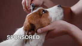 Brush Away Pests: A Guide For Grooming Your Dog