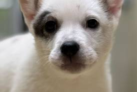 Playful puppy seeks family for life of adventures