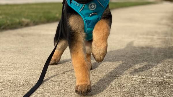 It’s all puppy love for these rescue animals