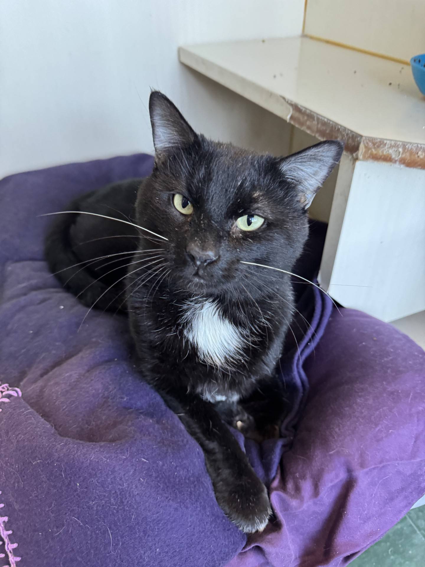 One-year-old Nuko was rescued from a local animal control where he was at risk of euthanasia. Nuko is very outgoing and curious. He is chatty and begs for attention. When petted, he does a little excited dance. He gives affectionate head bumps. Nuko will make a great addition to a home. To meet Nuko, email Catadoptions@nawsus.org. Visit nawsus.org.