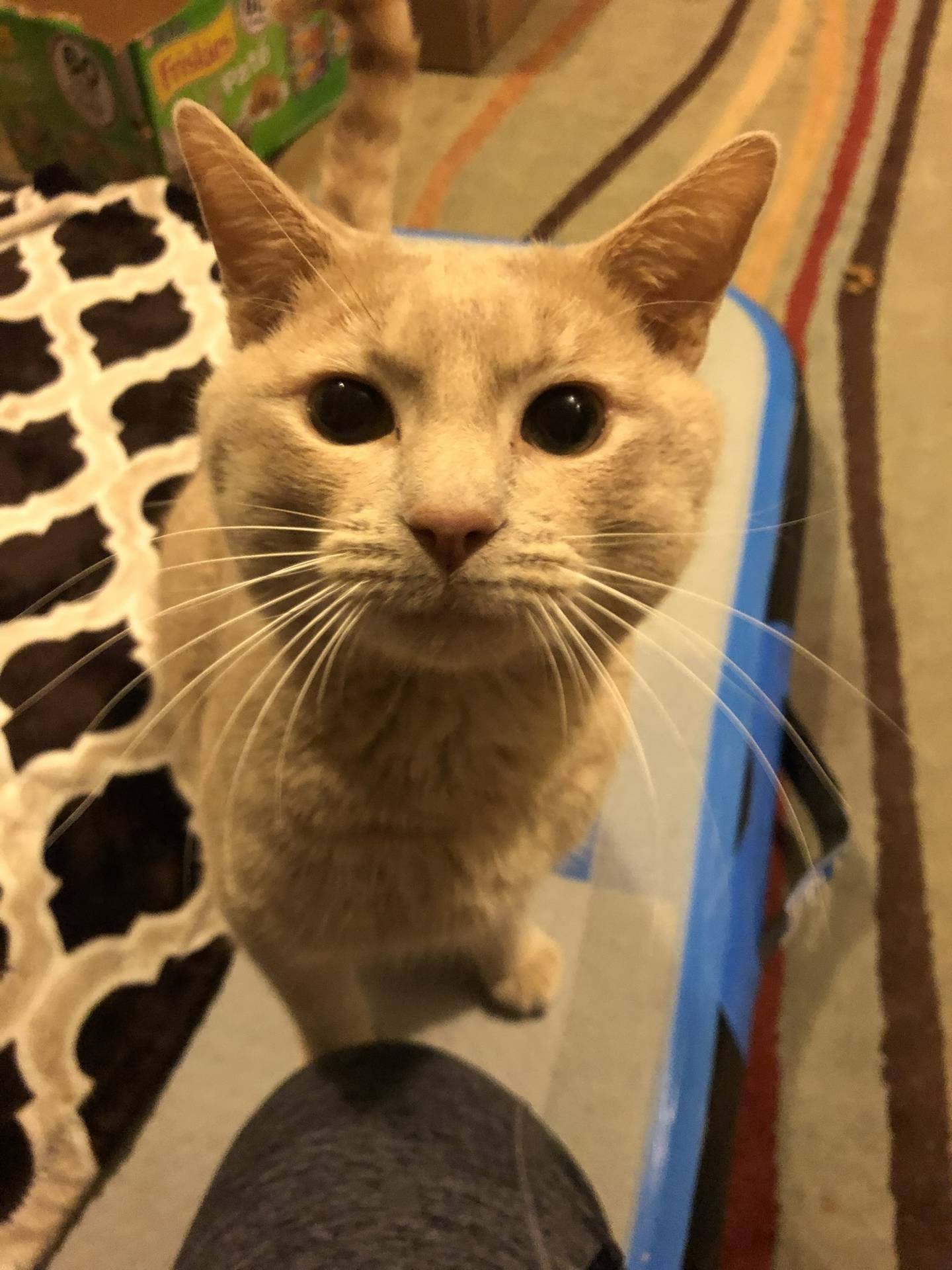 Clancy is a 3-year old tabby that was found as a stray. He is chatty, sweet, and loves to give kisses. He loves attention from people and is always looking for pets.  He is an extremely social and fun. He’d be a great addition to any home. To meet Clancy, email Catadoptions@nawsus.org. Visit nawsus.org.