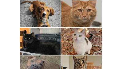 Will County Pets of the Week: Nov. 3, 2025