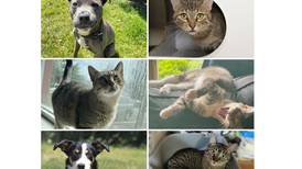 Will County Pets of the Week: July 22, 2024