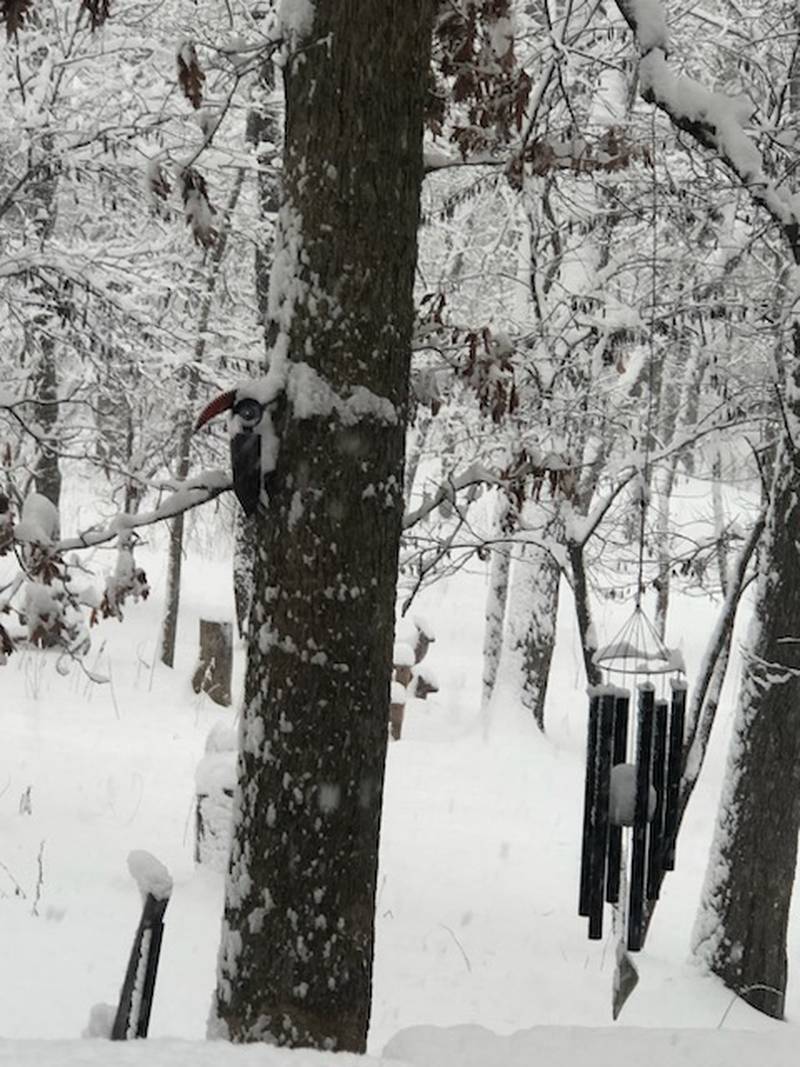 A backyard in Dixon with a Pileated Woodpecker on January 12, 2024
