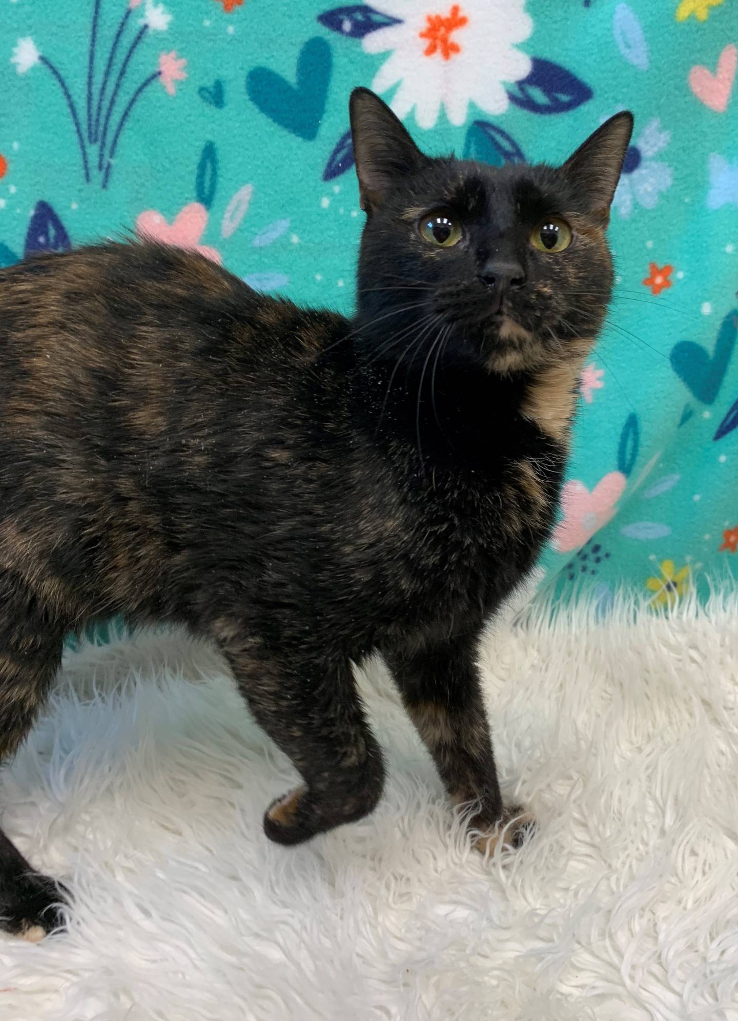 One-year-old Talinia is very social. She arrived at the shelter three months ago as a stray and is waiting patiently for a home. She loves attention from people and will happily accept pets. She can be talkative and enjoys her playtime with toys. She was part of the shelter’s cat playgroup with a slow introduction. To meet Talinia, call Joliet Animal Control at 815-725-0333.