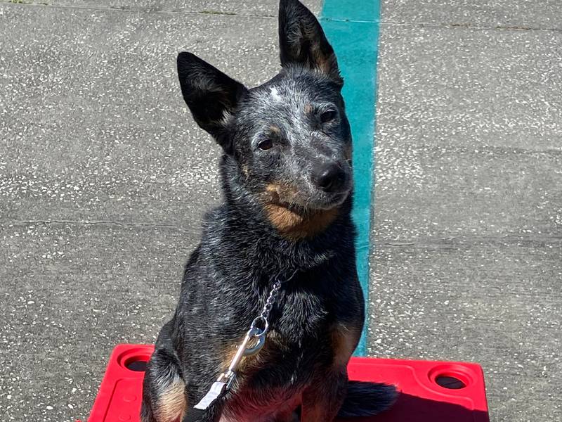 Comfort dog Indy joins Dixon Police Department  
