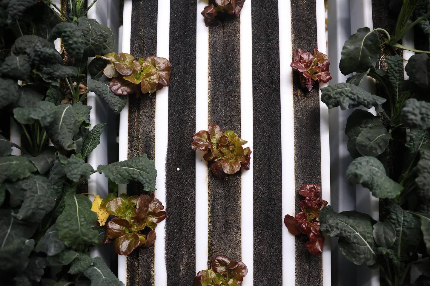 Second City Greens grows a variety of greens without soil in two shipping containers which is equivalent to eight acres of farmland on Wednesday, Jan 29, 2025 in Lockport