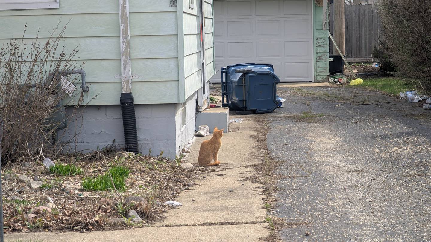 An orange cat sits outside of a Crest Hill home on Tuesday, April 1, 2025.  More than 20 cats and two dogs may have caused the gas leak at the home on March 27, which the Crest Hill building department has since deemed uninhabitable.