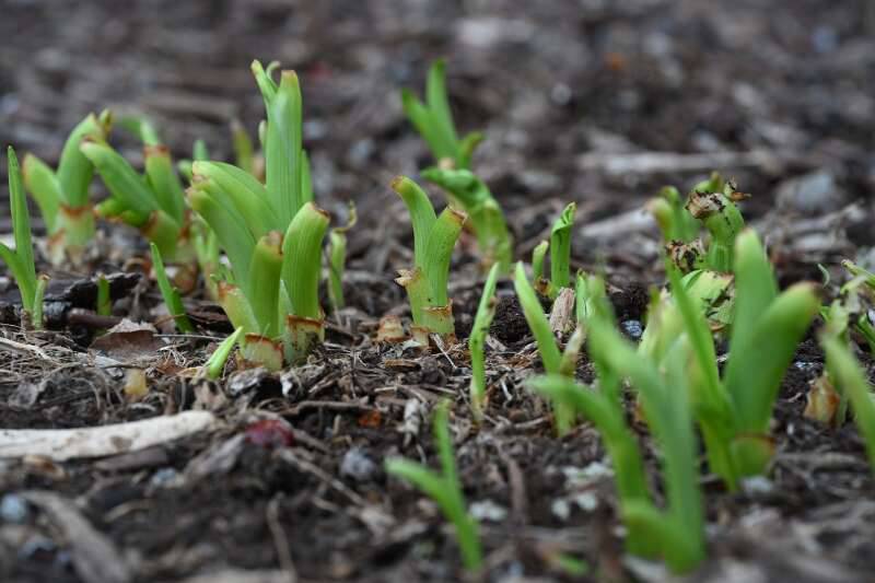 Spring plants have been pushing through the ground for weeks because of our mild winter. Here, these daylilies have been in bloom for a few weeks.