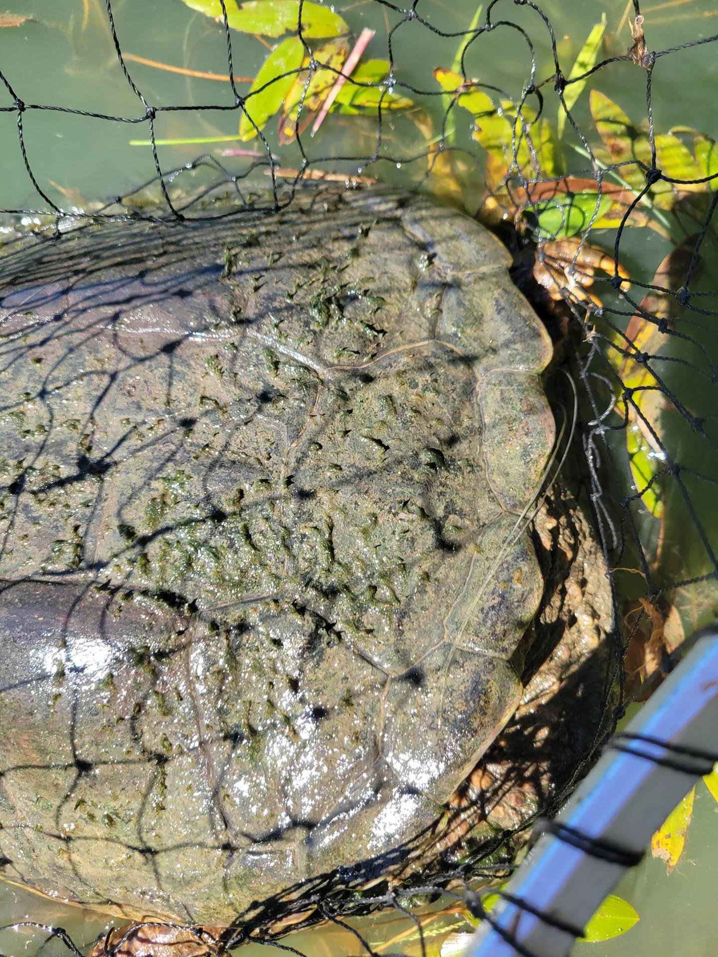 Fishing line looped around this snapping turtle’s back leg nearly caused it to drown in a Batavia pond.