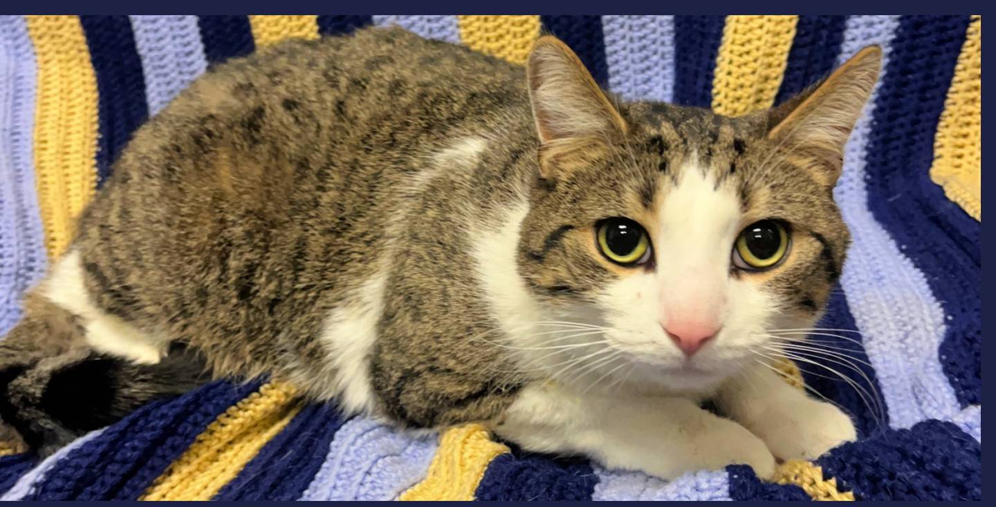 Four-year-old Johnnie was recently surrendered to animal control due to a child in the home with severe allergies. He’s a large cat and sometimes bashful. He loves catnip, and he enjoys being held and receiving gentle pets and reassurance. Johnnie does well with cats, dogs and children. To meet Johnnie, call Joliet Township Animal Control at 815-725-0333.