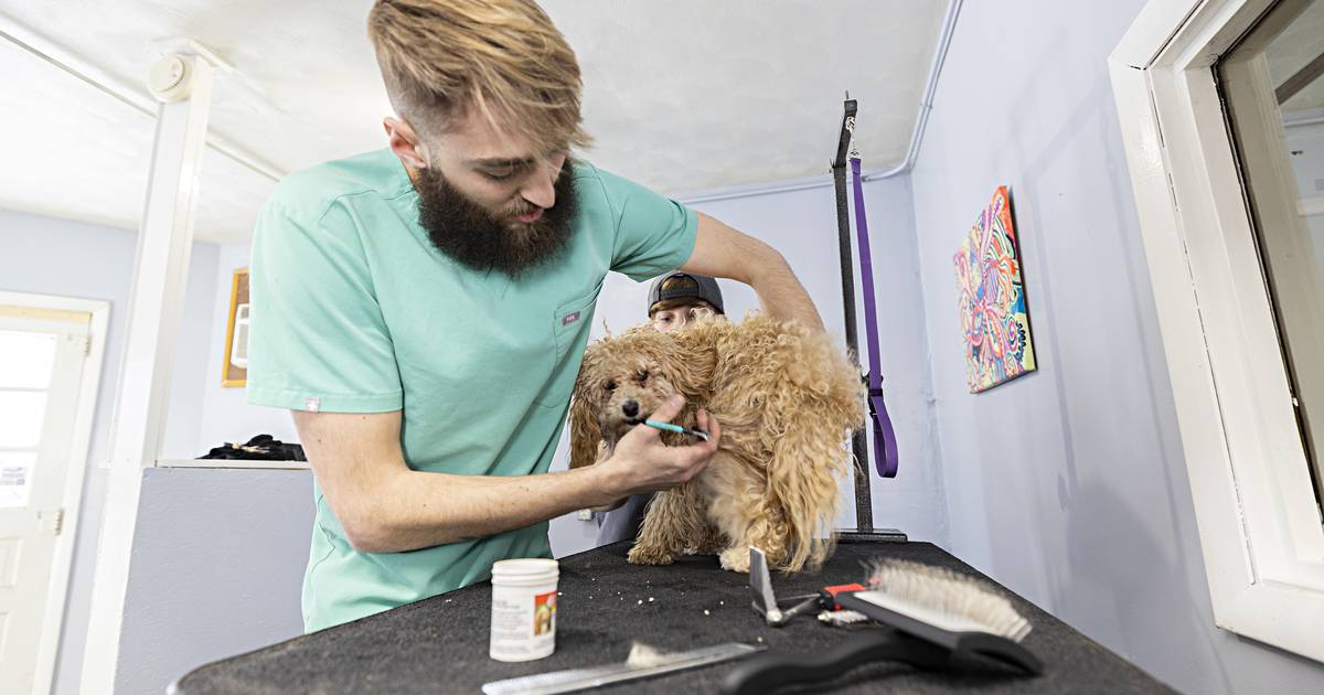 Photos The Pup House dog groomer open in Dixon Shaw Local