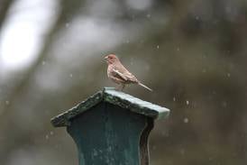 Down the Garden Path: Birdwatching in Illinois winters