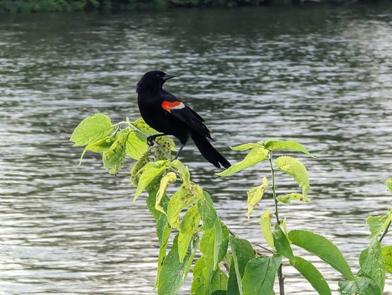 Perched atop a small hackberry tree, a male red-winged blackbird eyes a curious naturalist walking along the Fox River Trail in Geneva.