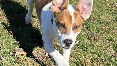 Young dog ready to follow his forever family