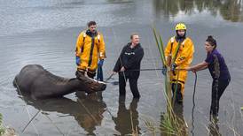 Horse stuck in muddy waters is rescued at McHenry barn