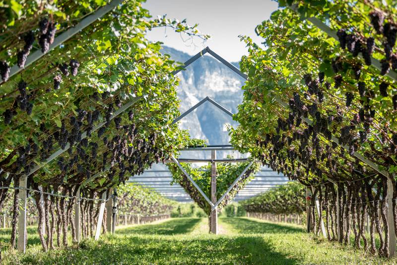 Mezzacorona has made a unique Pinot Grigio from high-altitude sites in the Italian mountainside.