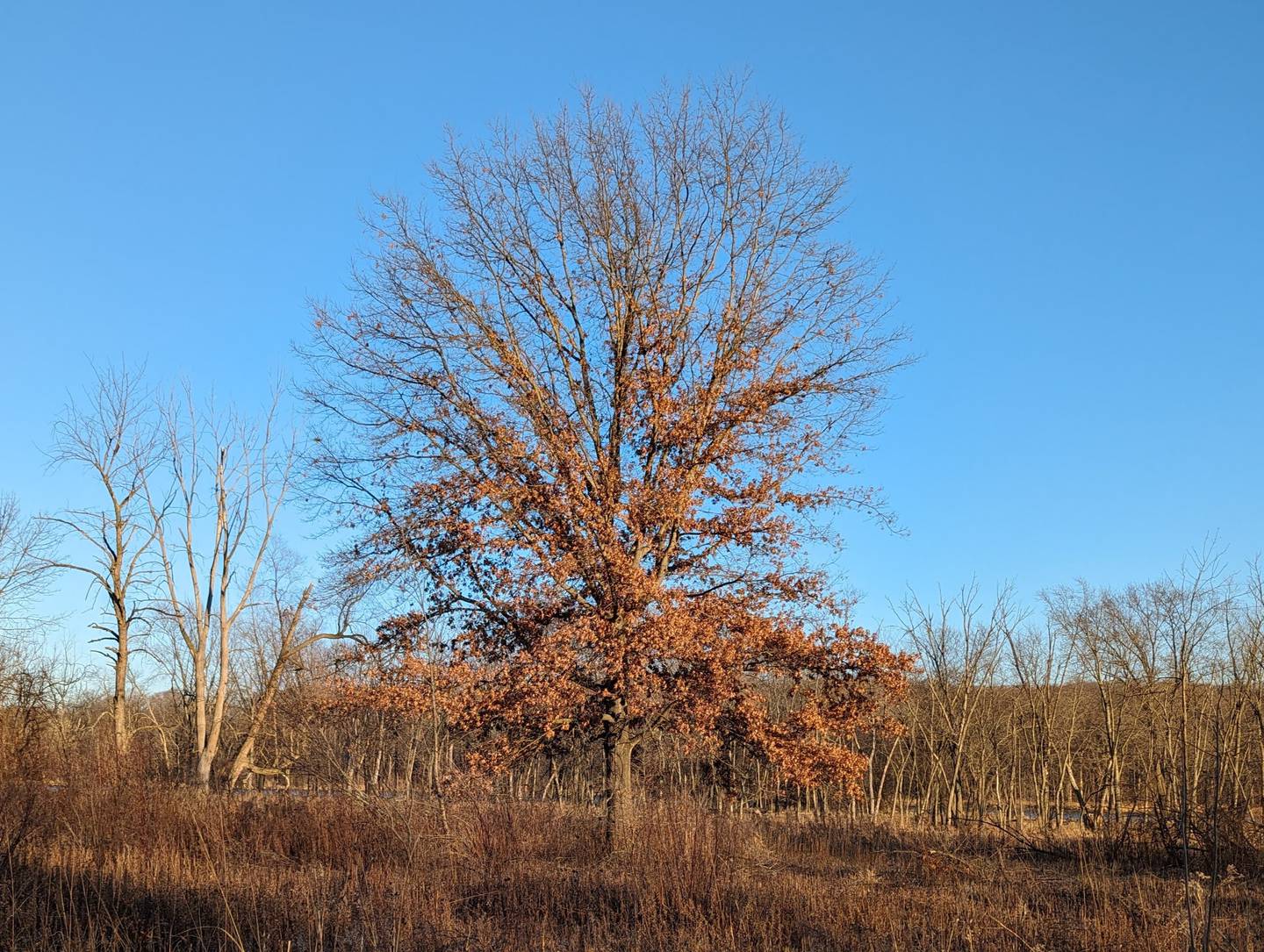 Marcescence not only is a great word, but also an interesting phenomenon to observe in the winter landscape.