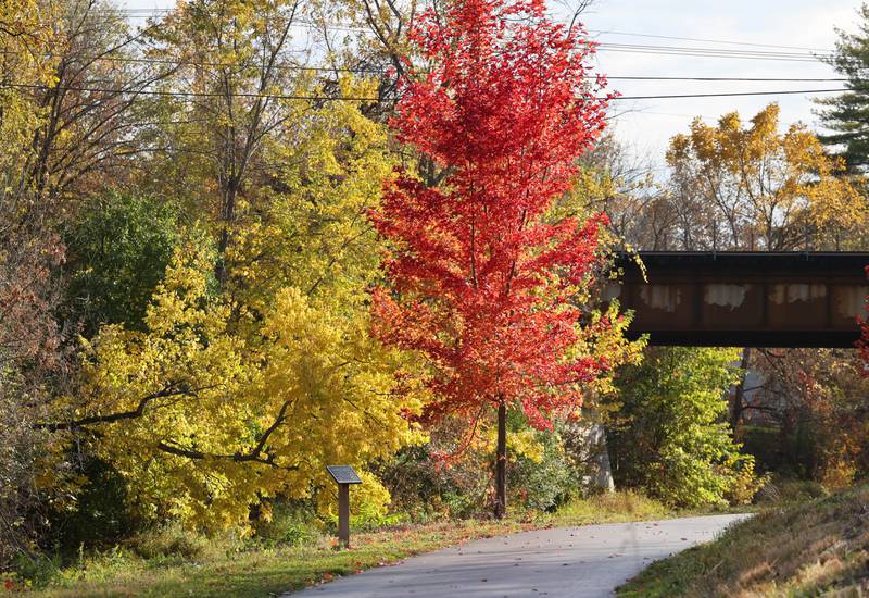 Colorful trees along the DeKalb Nature trail Tuesday, Oct. 24, 2023, in DeKalb.