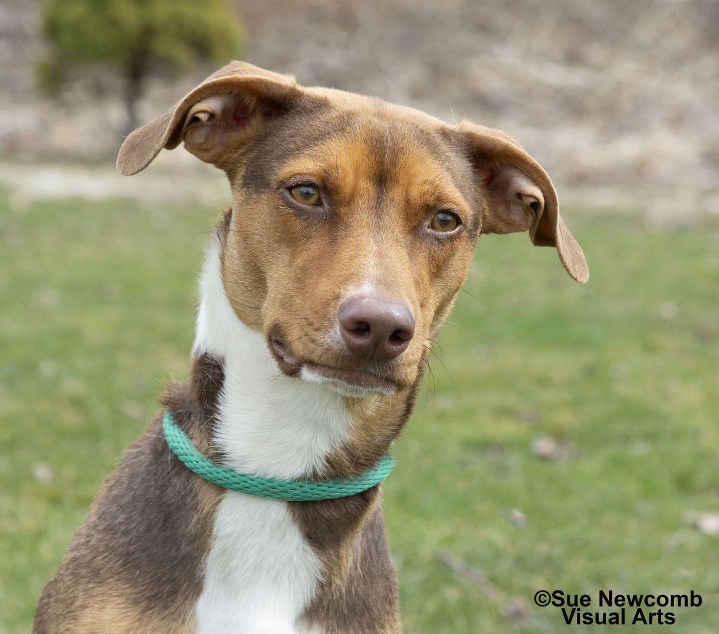 Maya is a shepherd/Lab mix who loves treats, sitting with her people and visiting dog friends. Maya needs a patient and quiet home to help her bloom. Contact the Will County Humane Society at willcountyhumane.com and follow the instructions for the adoption process.
