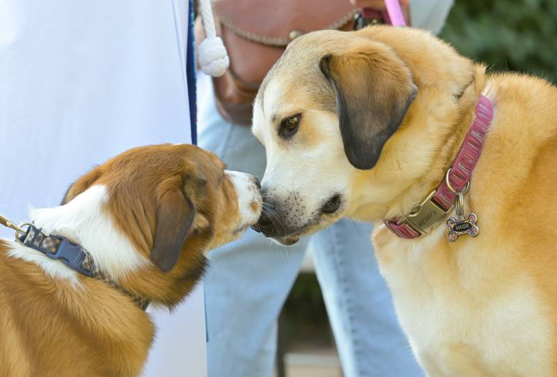 Huckleberry and Maisie greet each other during the Geneva Lutheran Church annual pet blessing service on Saturday, Oct 4, 2025 in Geneva.