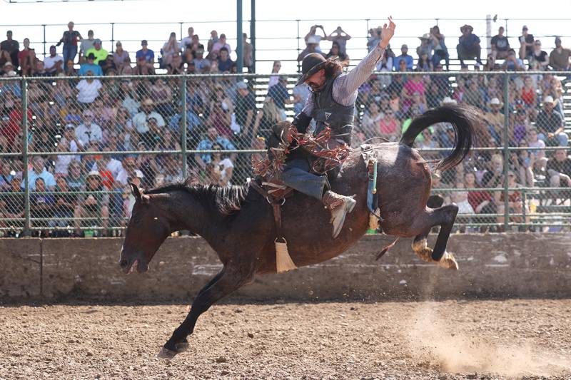 A rider competes in the Saddle Bronc at the I.P.R.A. World Championship Rodeo the at the Will County Fair on Sunday, August 25, 2024 in Peotone.