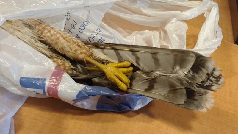 Rodent baits often have unintended consequences, traveling through food chains and accumulating in the bodies of higher-level consumers like this Cooper’s hawk found dead in a St. Charles yard.