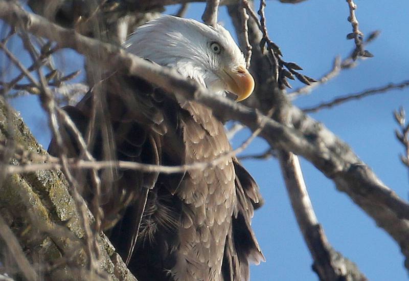 A Bald Eagle rests in a tree on Tuesday, Jan. 14, 2025 near Starved Rock State Park.