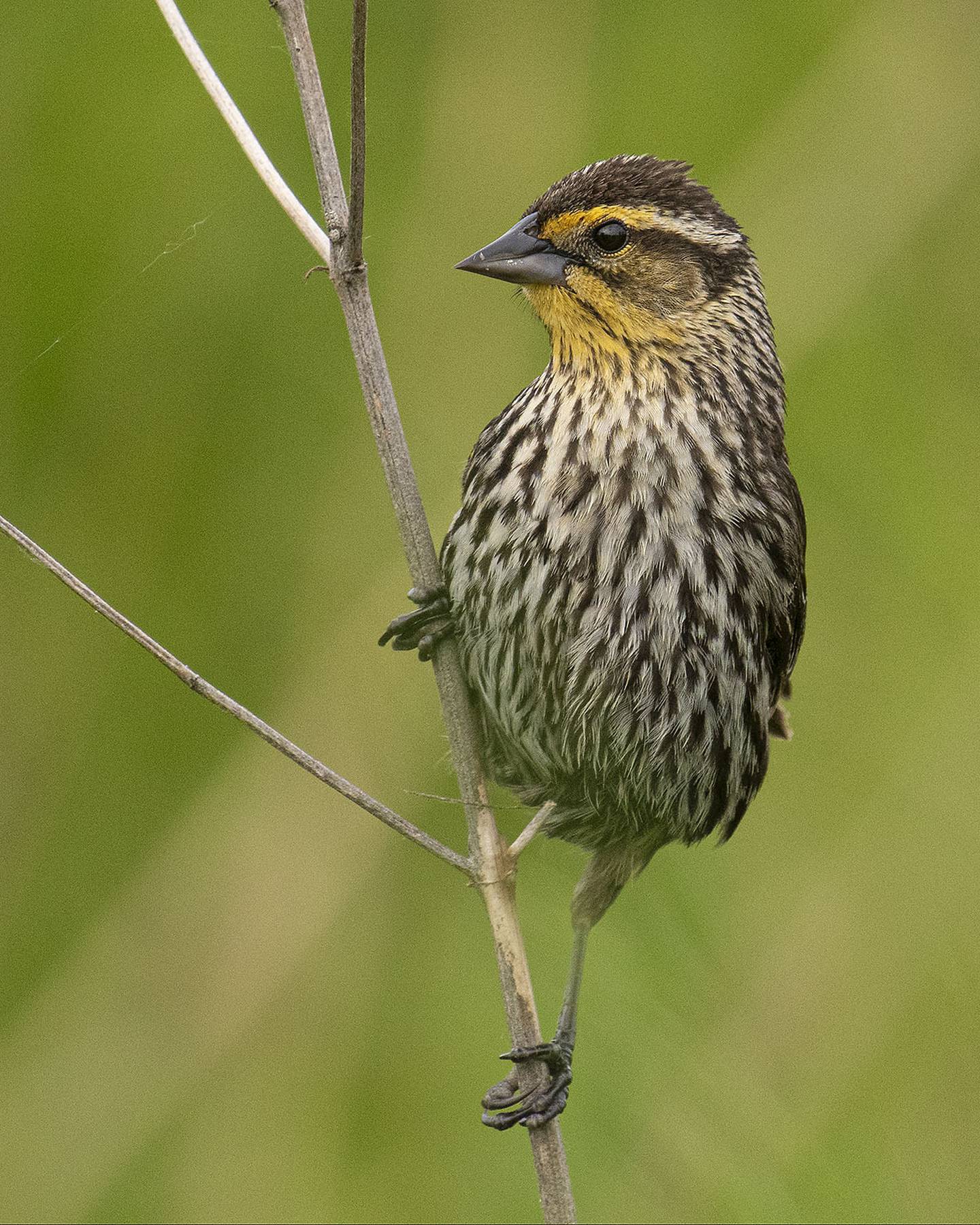 Pictured is a red-winged blackbird as seen at the Carillon Lakes 3-hole golf course. Five years ago, residents at the gated community for active adults 55 and up started restoring unused areas of the golf course to its natural habitat.