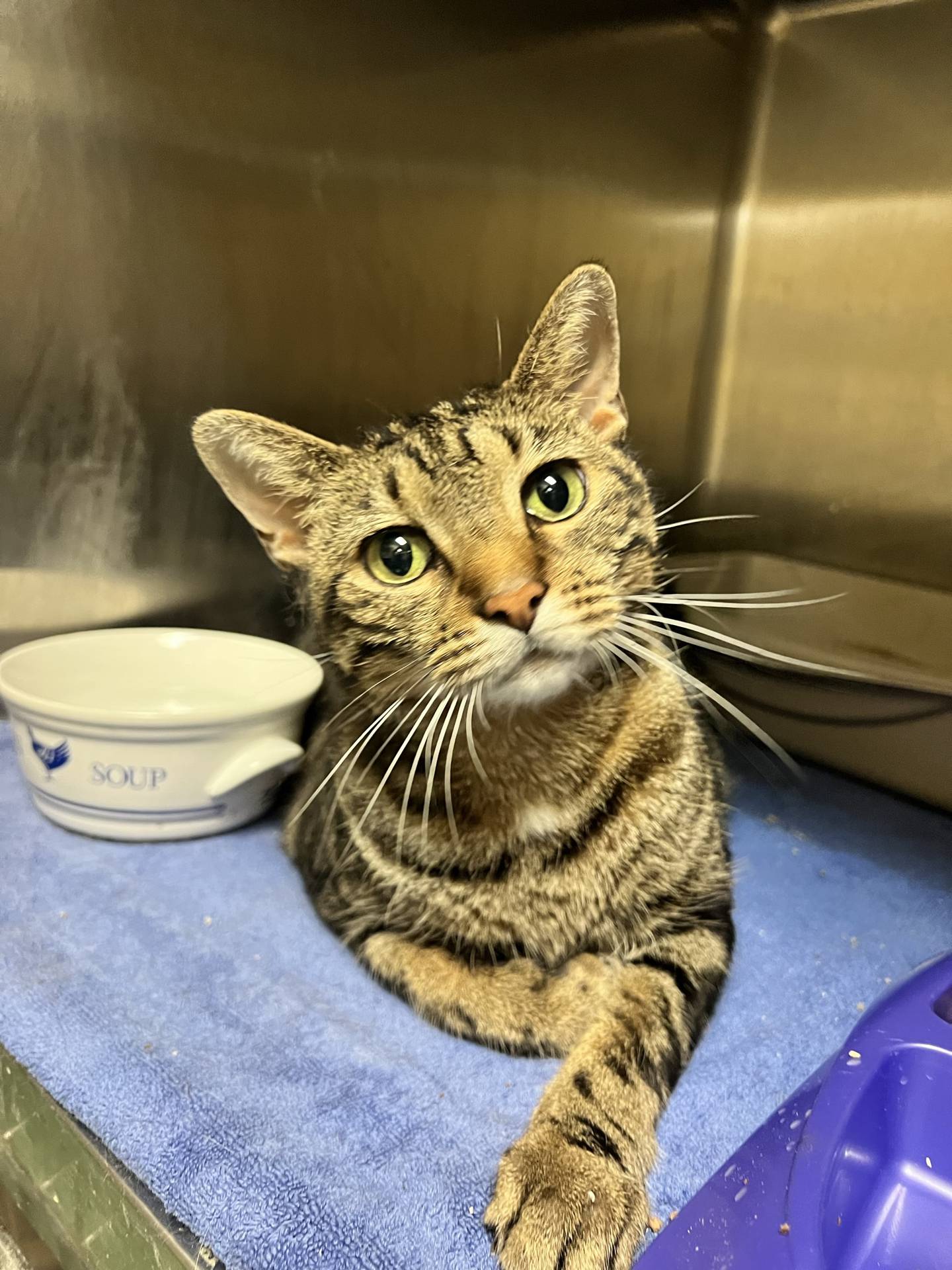 Faithful is a 5-year-old tabby that was found as a friendly stray. She is very friendly and greets everyone. She loves pets, attention, and is good with other cats. She likes to explore and look out the window.  She is good with other cats. She has a gentle and calm demeanor that would make her a great companion cat. To meet Faithful, email Catadoptions@nawsus.org. Visit nawsus.org.