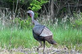 Illinois turkey hunters have record spring harvest  