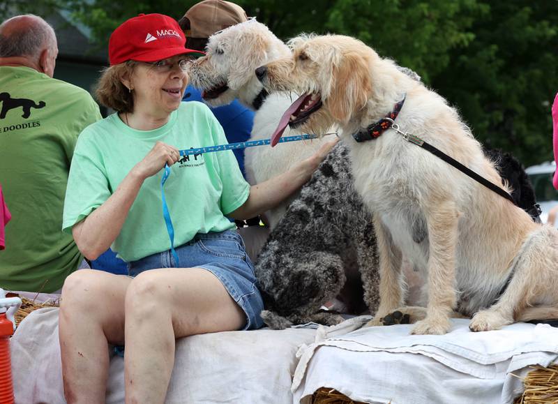 Even the dogs were feeling the heat as they ride a float down Main Street Friday, July 4, 2025, during the Fourth of July parade in downtown Kirkland.