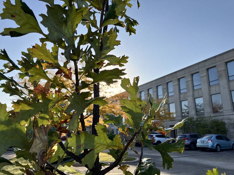 Native trees, such as oak and hickory, replaced Callery pear trees, an invasive species, at the General Offices of the Lake County Forest Preserves.