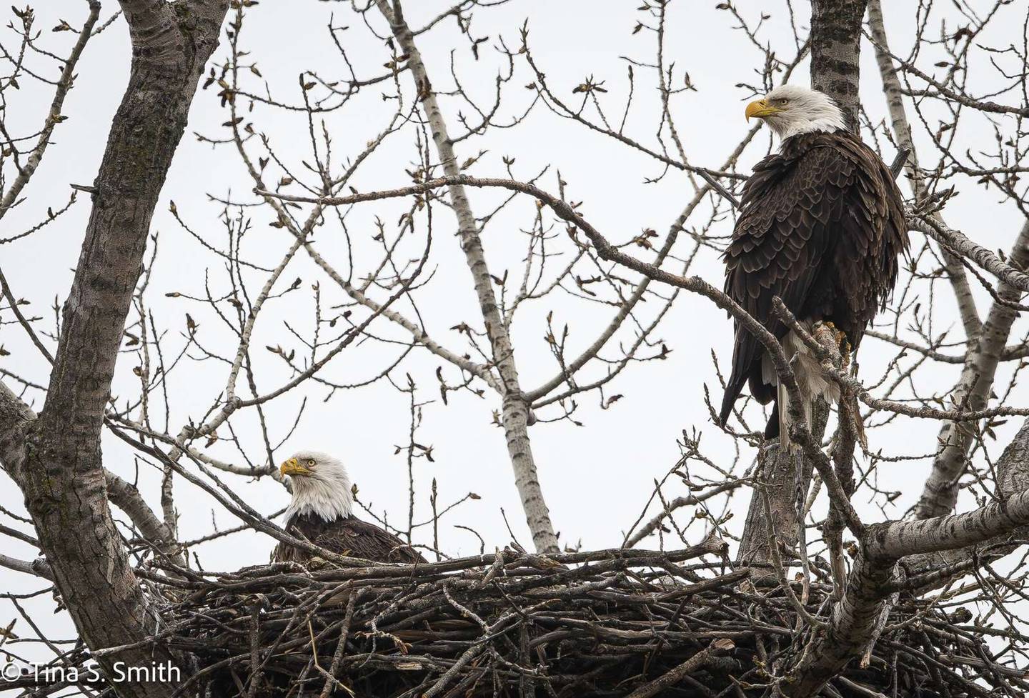 A pair of bald eagles in a nest at Fermi National Accelerator Laboratory in Batavia.