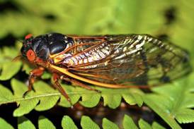 Cicadas the topic of April 4 Lombard Garden Club meeting 