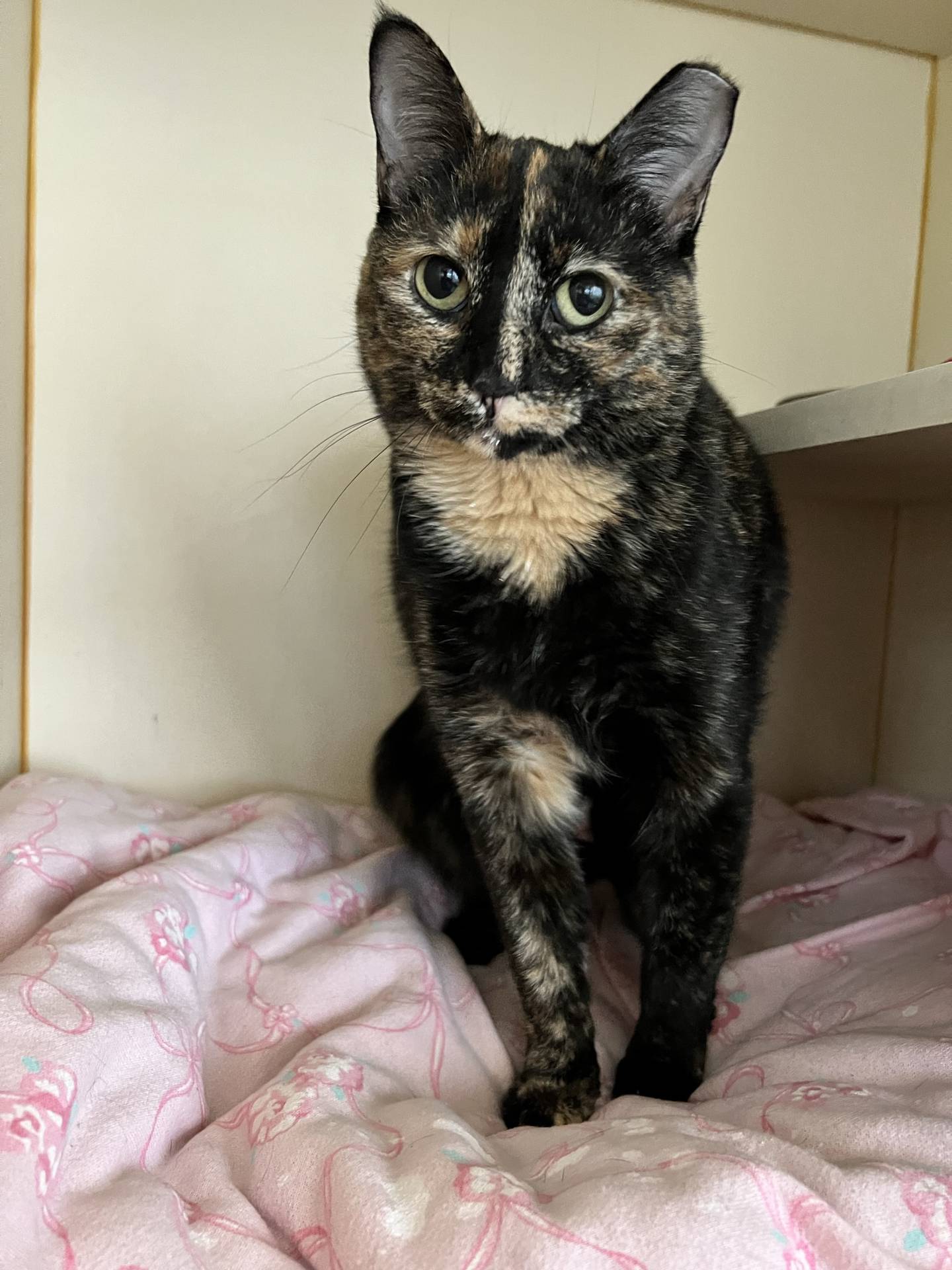 Choti is an 18-month-old petite tortie. She loves pets and will show her appreciation by giving affectionate head rubs. She does well with other cats but loves to play independently. She likes to cuddle, sleep in her foster’s bed and eat treats. To meet Choti, Catadoptions@nawsus.org. Visit nawsus.org.