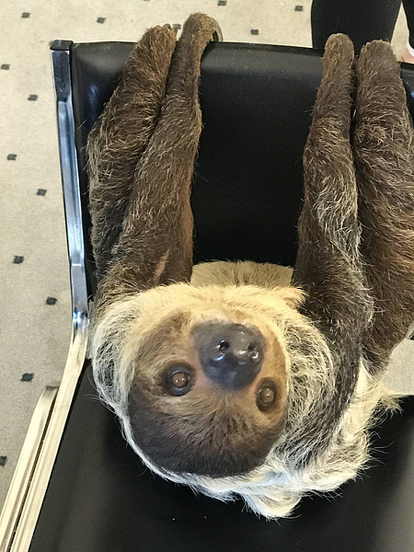 A visit from one of the Joliet Public Library’s most popular guests. The library hosts several programs throughout the year, from animal story time to craft and technology classes.