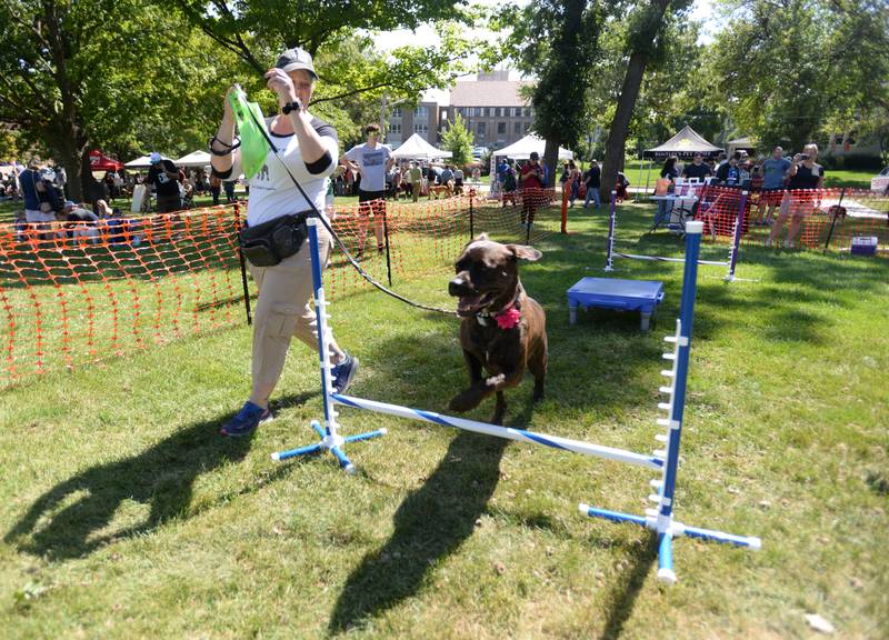 Chris Augelli of Glen Ellyn and her dog 'Inara' challenge the agility course during the Dog Daze event held in Downers Grove Saturday, Sept. 9, 2023.