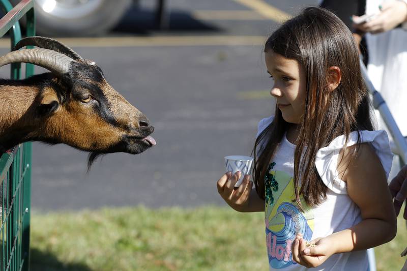 Keira Gorman, 7, of Rockford, exchanges glances with the animals at the petting zoo during the annual Settlers Days events on Saturday, Oct. 9, 2021 in Marengo.