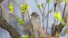 Kane County Audubon Society events set for May