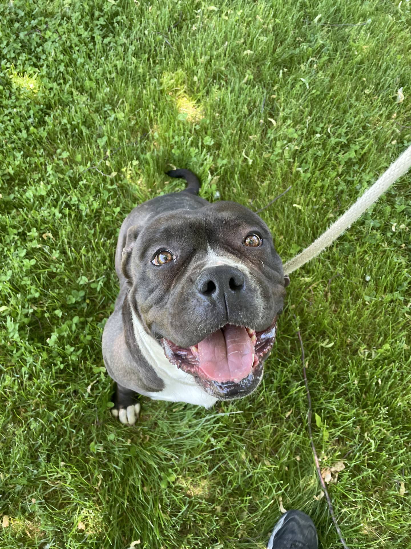 Biscuit is a large dog – 80 pounds – but she is sweet and lovable. She was dumped at NAWS Humane Society of Illinois after she had her last litter of puppies. She is very appreciative of the love and attention she receives at NAWS, and she will be the same in her forever home. To meet Biscuit, email Dogadoption@nawsus.org. Visit nawsus.org.