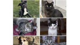  Will County Pets of the Week: Oct. 6, 2025