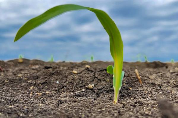Middle East blockage impacts global fertilizer supplies