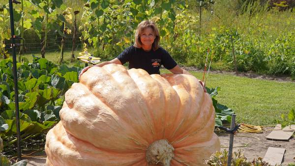 Stillman Valley woman attempts to grow record-sized pumpkin: ‘You learn something every year’