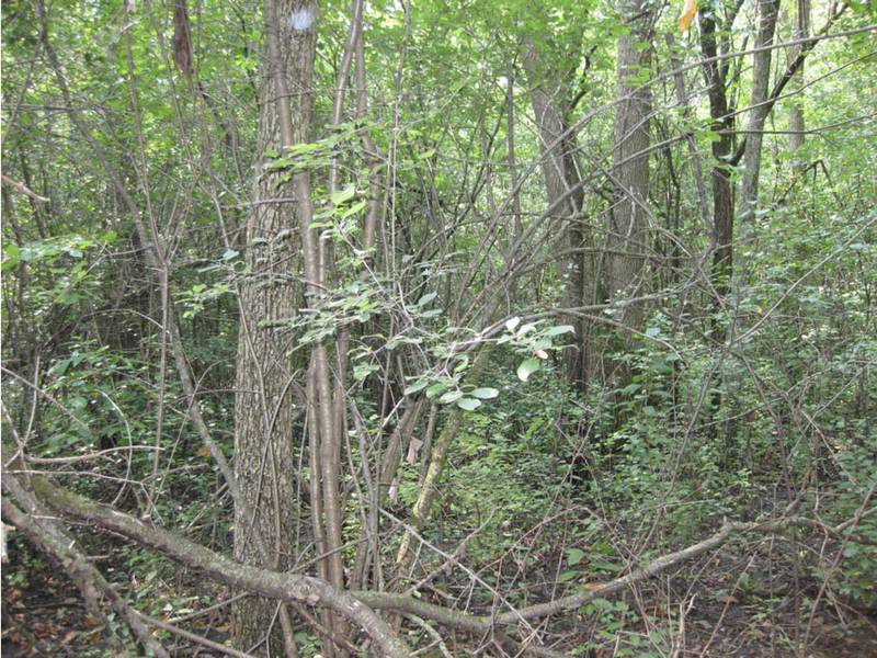 Before removal efforts, buckthorn grew thickly in this woodland, harming native plants and wildlife.