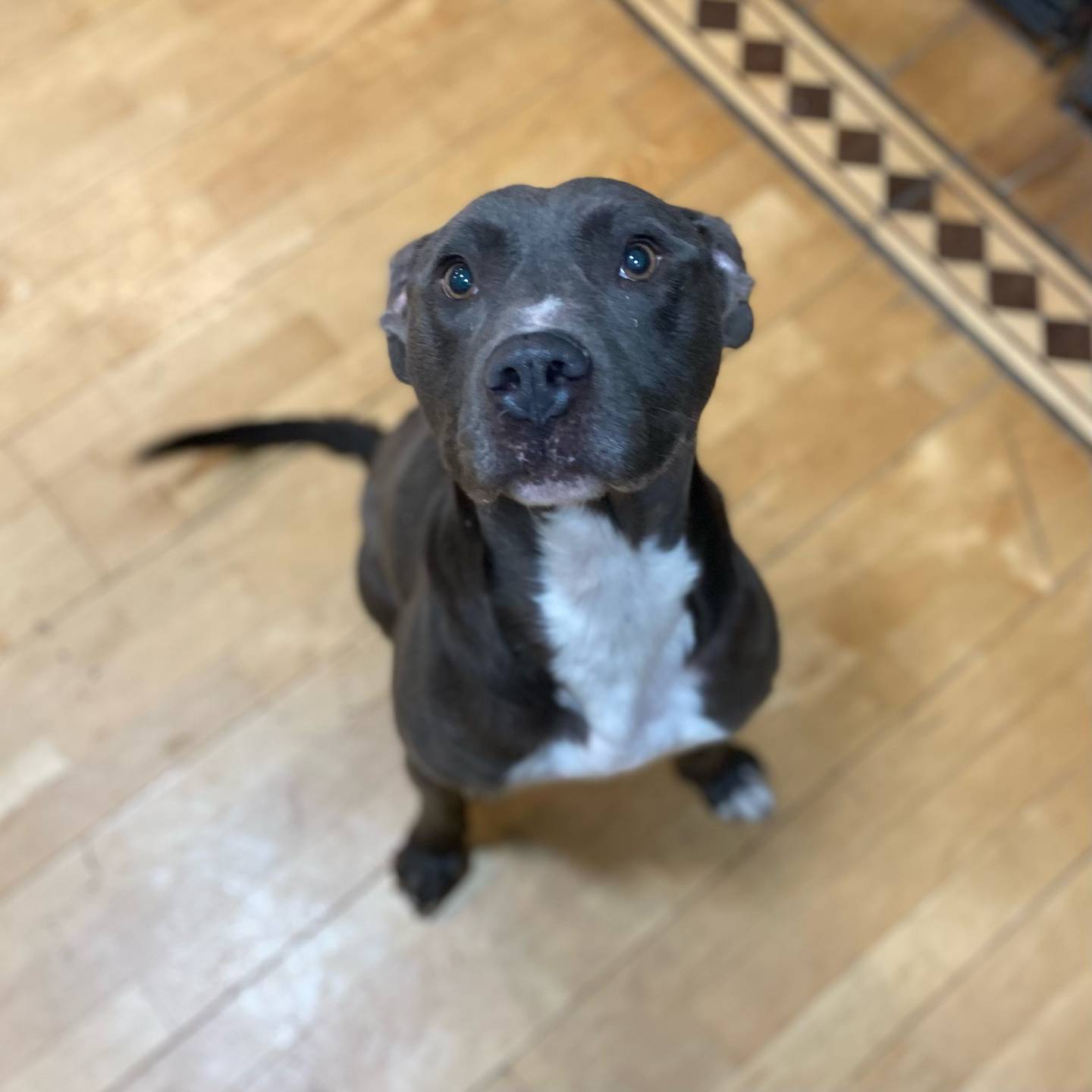 Casper is a 3-year-old terrier mix that was rescued from a local animal control where he was at risk of euthanasia. He is extremely affectionate and very gentle. He loves going for quiet walks and curling up on the couch near people. He may do well with other dogs with a slow introduction. Casper is heartworm-positive and needs a quiet and calm space while undergoing heartworm treatment. To meet Casper, email Dogadoption@nawsus.org. Visit nawsus.org.