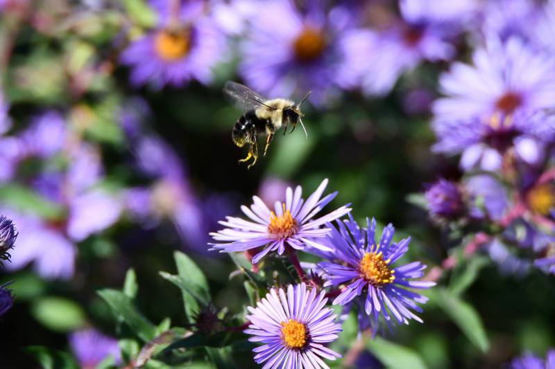 Register your Scout Troop for the Forest Preserve District of Will County’s Scout Day – Spring Takes Flight program on April 15 at Four Rivers Environmental Education Center in Channahon. Scouts will learn how plants and animals use the power of flight to survive in the wild. (Forest Preserve photo | Glenn P. Knoblock)