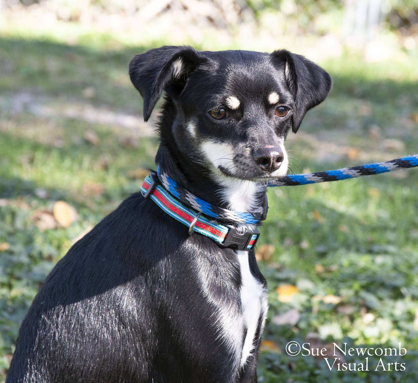 Banjo is a 2 year-old terrier mix who enjoys walks and playing with toys. Banjo seems to get along with the other dogs he has met. Contact the Will County Humane Society at willcountyhumane.com and follow the instructions for the adoption process.